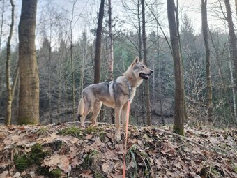 Tomáš Novotný’s dog during a walk in the forest